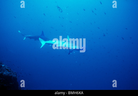 Festone Squalo Martello, subacquea off Darwins Arch. Galapagos. Sphyrna lewini. Foto Stock