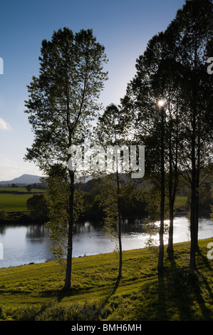 Mertoun pioppi sul fiume Tweed presso Mertoun Bridge, St Boswells, Scottish Borders - famosa pesca al salmone beat. Foto Stock