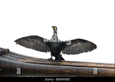 , Cormorano Phalacrocorax carbo, con collo legato per impedire deglutire pesce, ali di essiccazione lungo Fishermans zattera di bambù Yangshuo Cina Foto Stock