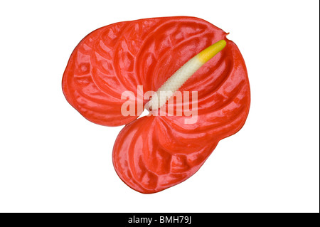 Flamingo fiore, Anthurium andraeanum, con la sua rugose spadix rosso Foto Stock