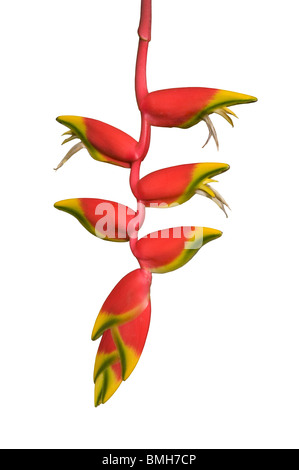 Lobster claw Heliconia rostrata Foto Stock