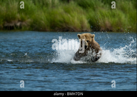 Orso bruno, Katmai National Park, Alaska Foto Stock