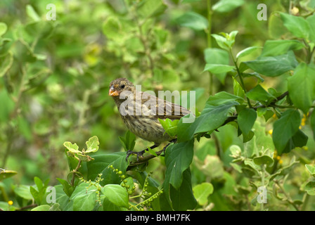 La massa media Finch (Geospiza fortis) femmina sul ramo di albero Foto Stock