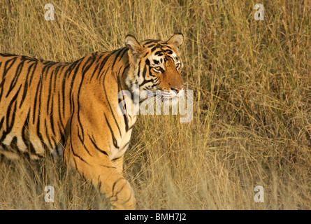 Un maschio dominante Tiger fuoriesce nella luce dorata in Ranthambhore National Park, India Foto Stock