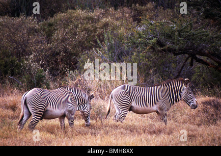 Di Grevy zebre (Equus grevyi), Lewa Downs, Kenya Foto Stock