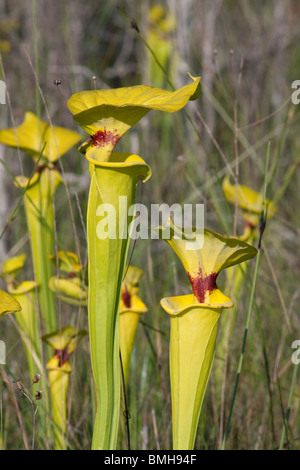 Pianta carnivora giallo o tromba brocca piante Sarracenia flava var rugelii Florida USA Foto Stock