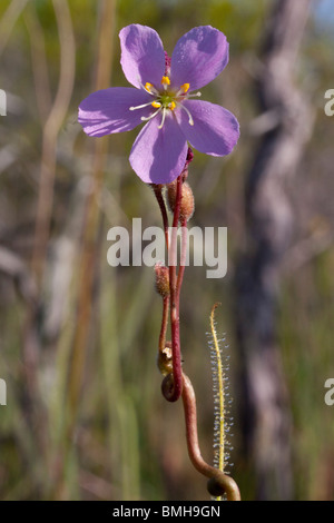 Pianta carnivora Thread-lasciava Sundews in fiore Drosera filiformis var tracyi Alabama USA Foto Stock