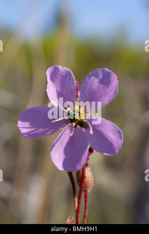 Pianta carnivora Thread-lasciava Sundews in fiore Drosera filiformis var tracyi Alabama USA Foto Stock