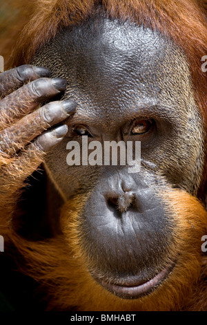 Ritratto di giovane maschio orangutan, Gunung Leuser National Park, Sumatra, Indonesia. Foto Stock