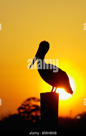 Brown Pelican stagliano contro il sole al tramonto sul Dock di palificazione Shem Creek in Mount Pleasant, Carolina del Sud Foto Stock