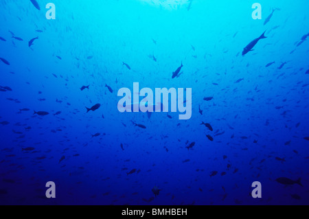 Festone Squalo Martello, subacquea off Darwins Arch. Galapagos. Sphyrna lewini. Foto Stock