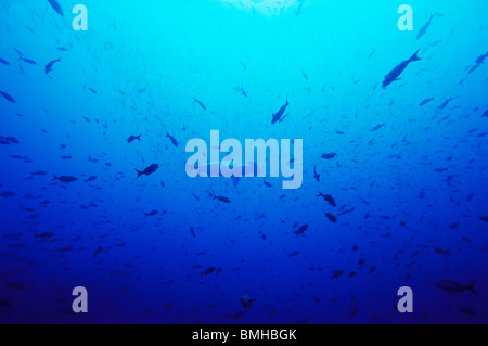 Festone Squalo Martello, subacquea off Darwins Arch. Galapagos. Sphyrna lewini. Foto Stock