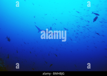 Festone Squalo Martello, subacquea off Darwins Arch. Galapagos. Sphyrna lewini. Foto Stock