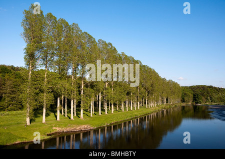 Mertoun pioppi sul fiume Tweed presso Mertoun Bridge, St Boswells, Scottish Borders - famosa pesca al salmone beat. Foto Stock