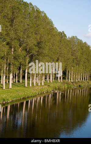 Mertoun pioppi sul fiume Tweed presso Mertoun Bridge, St Boswells, Scottish Borders - famosa pesca al salmone beat. Foto Stock