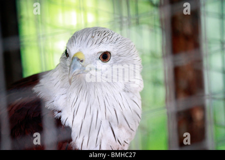 Eagle in gabbia- re degli uccelli di close-up Foto Stock