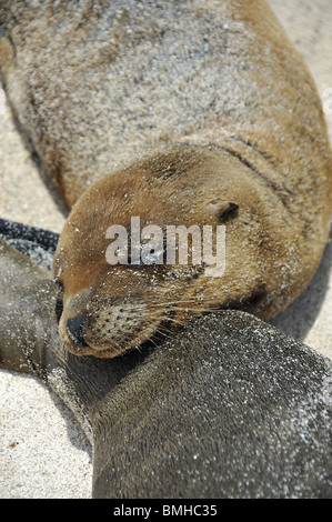 Sea Lion pup dormire su madre Foto Stock