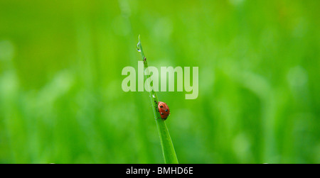 Ladybug, coccinelle (Coccinellidae) levetta di arrampicata Foto Stock