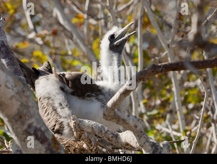 Un rosso footed booby pulcino su un nido su genovesa island nelle isole Galapagos Foto Stock