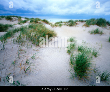 Atlantic dune costiere ed erbe Pea Island National Wildlife Refuge Cape Hatteras National Seashore Carolina del Nord STATI UNITI D'AMERICA Foto Stock