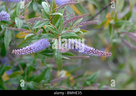 Buddleia davidii, Butterfly bush Foto Stock