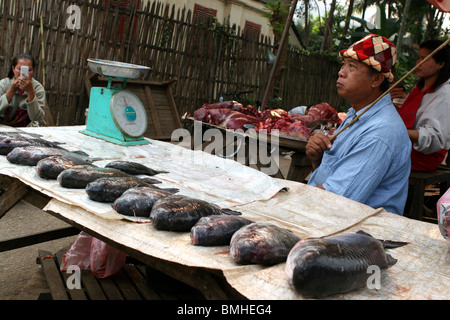 Venditore di pesce Street Market, Luang Prabang, Laos. Foto Stock