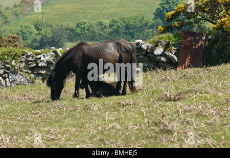 Skinny cavallo e il suo puledro su Dartmoor Foto Stock