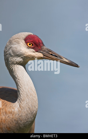 Sandhill Crane - Close up Foto Stock