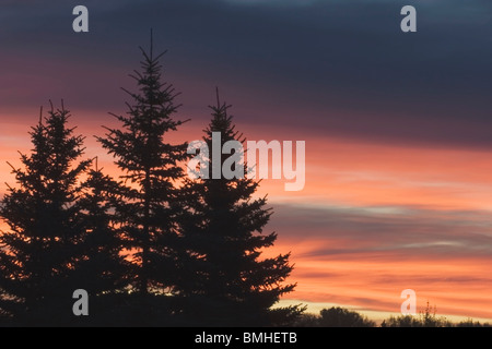 Alberi sempreverdi di Sunrise, Calgary, Alberta, Canada Foto Stock