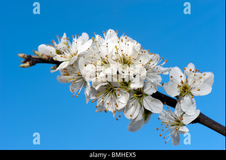 Black Thorn fiorisce in primavera. Prunus spinosa. Foto Stock