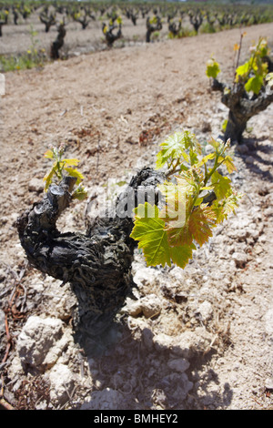 Vigneto prima molla i germogli in campo riga in Spagna per la produzione di vino Foto Stock