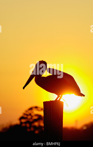 Brown Pelican circa a prendere il volo stagliano contro il sole di setting su Dock palancole in Mount Pleasant, Carolina del Sud Foto Stock