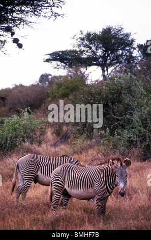 Di Grevy zebre (Equus grevyi), Lewa Downs, Kenya Foto Stock