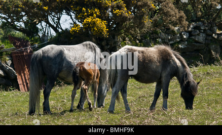 Dartmoor pony al pascolo. Foto Stock