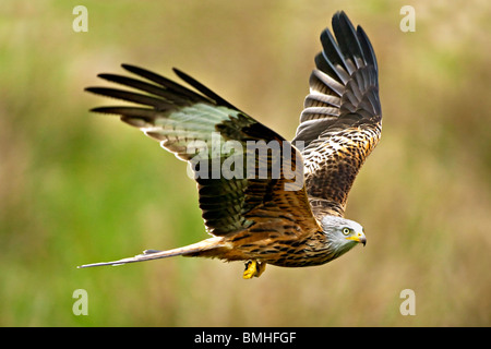 Nibbio reale (Milvus milvus). Wales, Regno Unito Foto Stock