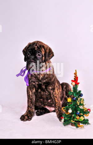 Grazioso cucciolo seduto vicino a un albero di Natale Foto Stock