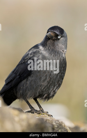 Taccola (Corvus monedula) appollaiato sulla pietra a secco a parete, Derbyshire Foto Stock