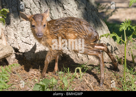 Muntjac Deer (Muntiacus reevesi). Fawn, appena nato, sui suoi piedi per la prima volta. Foto Stock