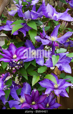 Viola la clematide nel pieno fiore Foto Stock