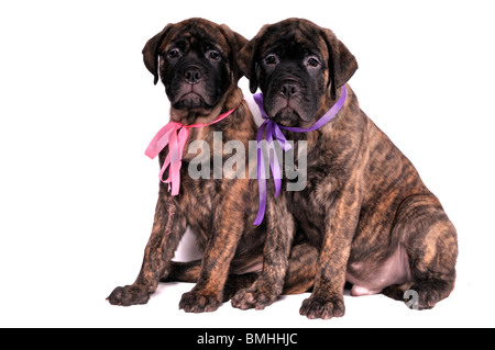 Cane amicizia - due cuccioli seduti vicini gli uni agli altri Foto Stock