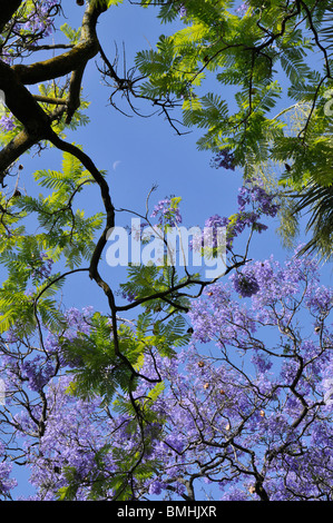 Jacaranda mimosifolia in fiore, Lisbona, Portogallo Foto Stock