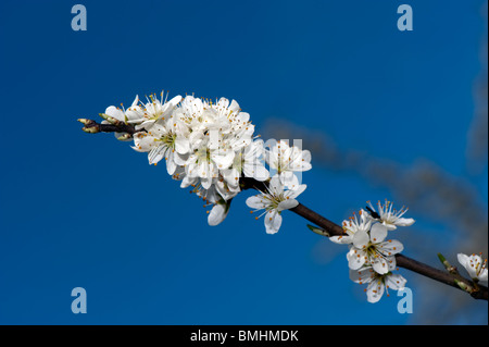 Black Thorn fiorisce in primavera. Prunus spinosa. Foto Stock