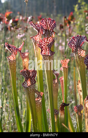 Carnivori di bianco-sormontato brocca piante di infiltrazione bog Sarracenia leucophylla Alabama USA Foto Stock