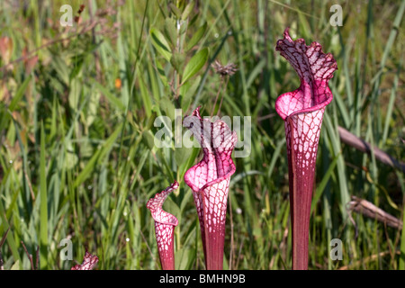 Carnivori di bianco-sormontato pianta brocca forma rosso con influenza ibrido da altre specie Sarracenia leucophylla Alabama USA Foto Stock