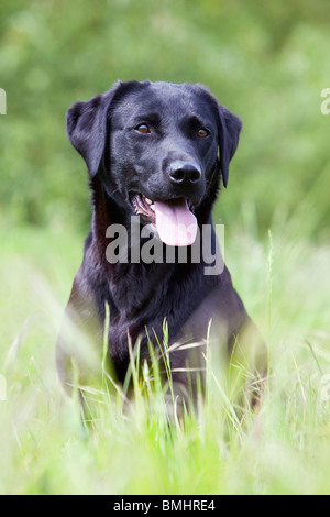 Un giovane nero Labrador Retriever cane da lavoro seduto in erba lunga Foto Stock