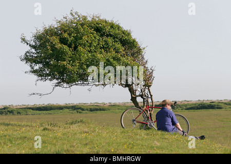 Ciclista prendendo una pausa contro un vento albero piegato sulla South Downs England Regno Unito Foto Stock