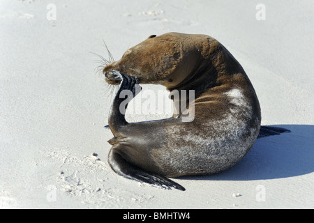 Sea Lion alleviare il prurito sulla spiaggia di sabbia bianca Foto Stock