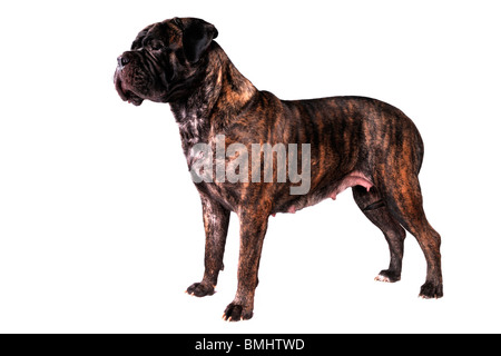 Grande Bullmastiff cane in posa permanente Foto Stock