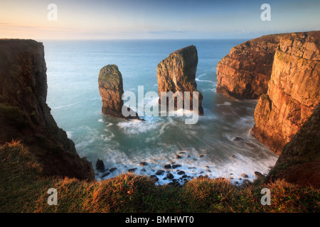 Il pile Elegug all alba di un inverno di mattina lungo il Pembrokeshire Coast Path in Galles Foto Stock