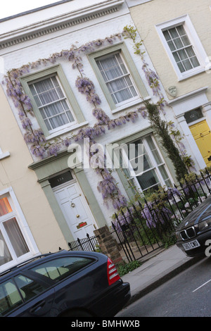 Questo Wysteria (Wysteria Sinensis) è stato addestrato al telaio di tutte le finestre di questa casa cittadina in Kensington, Londra. Foto Stock
